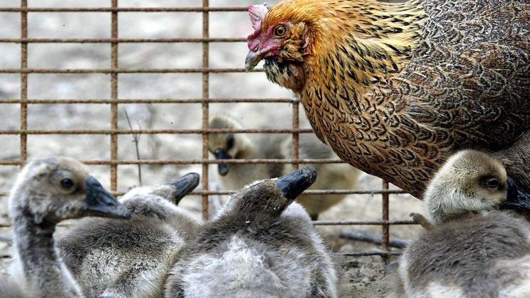 Un foyer de grippe aviaire de type H5 confirmé dans un élevage de volailles à Alveringem, en Flandre occidentale